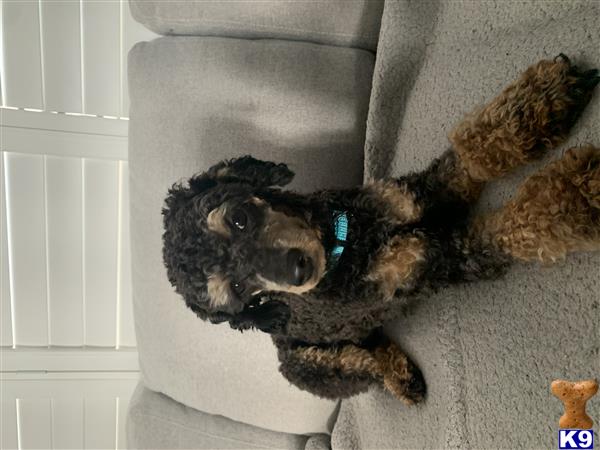 Curly B Picture 2